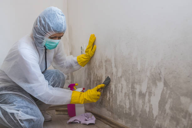 Best Industrial Mold Remediation  in USA